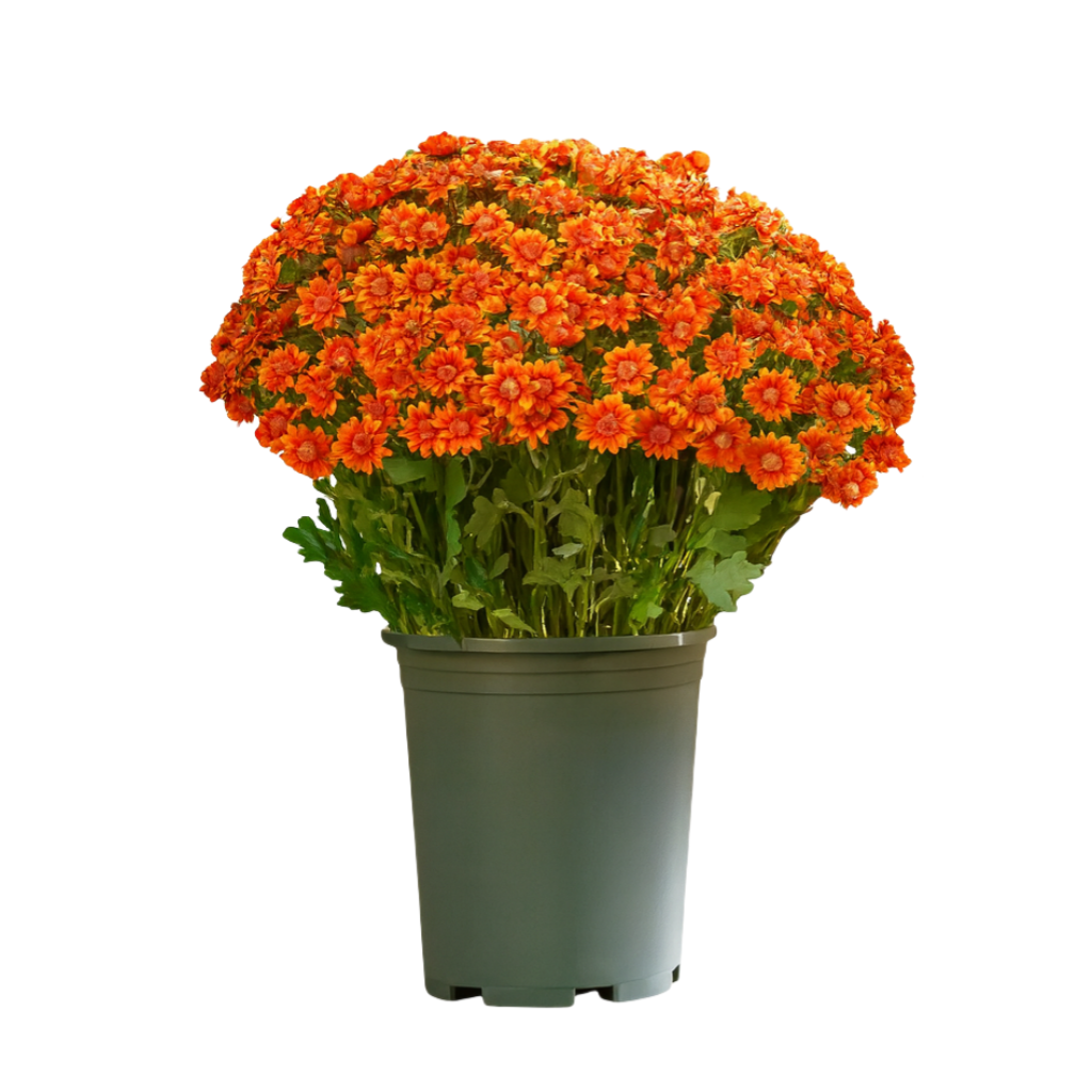 💥Last Day 70% OFF🌼- Artificial Outdoor Sunset Mums Flowers - UV resistant, Waterproof, Windproof