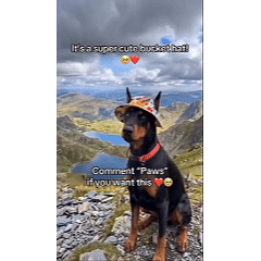 Cute Pet Bucket Hat for Dogs & Cats – Adjustable Fit